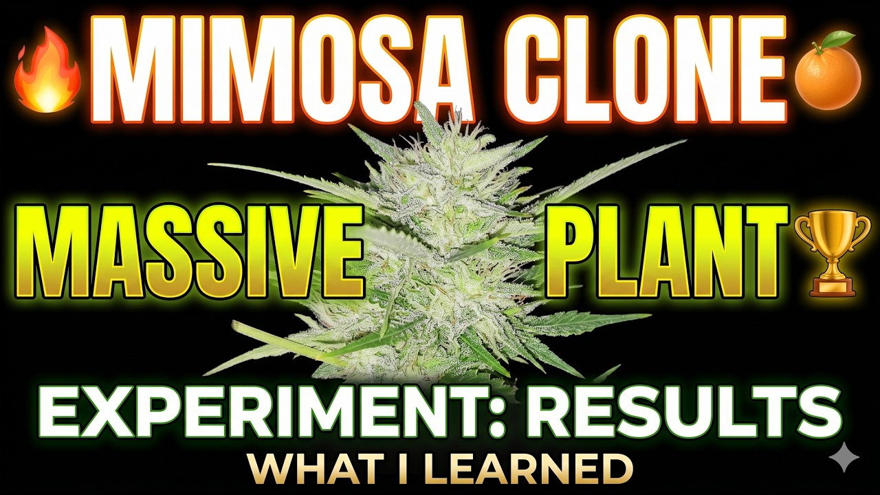 🔥 Mimosa Clone Experiment: What I Learned Growing a MASSIVE Plant! 🏆