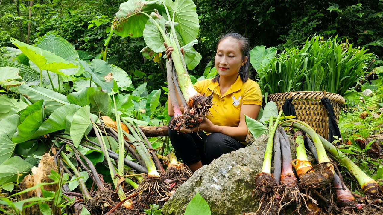 Harvest green vegetables, taro goes to market sell - Making food for pigs | Ly Thi Tam