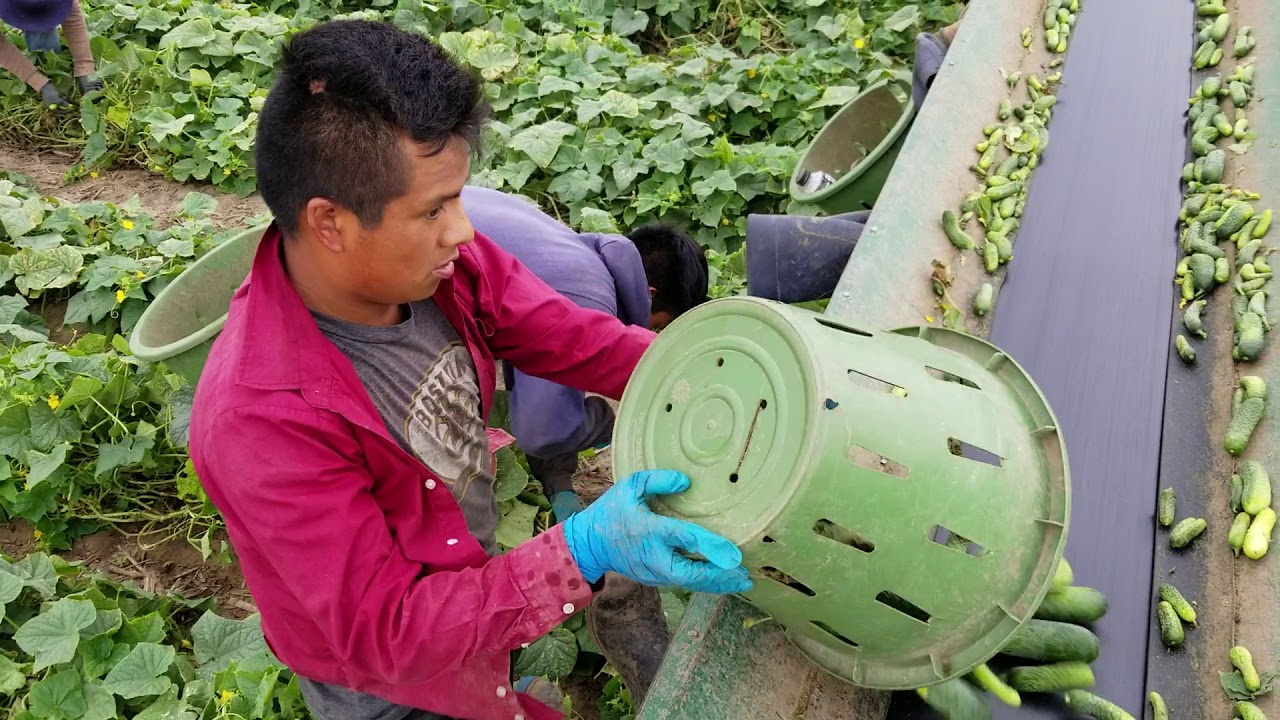 La raza piscando pepino en Ohio