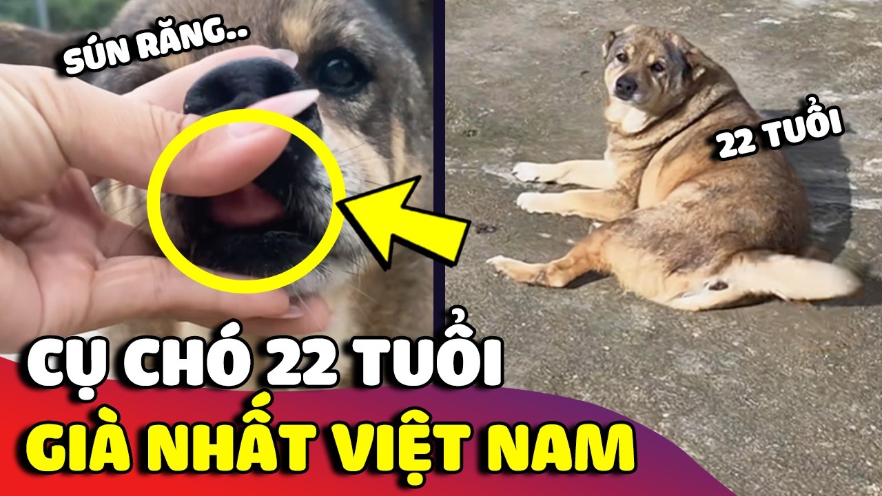 Cụ chó 22 TUỔI được xem là già nhất 'Việt Nam', chân đi không vững nhưng vẫn minh mẫn 😍 Gâu Đần