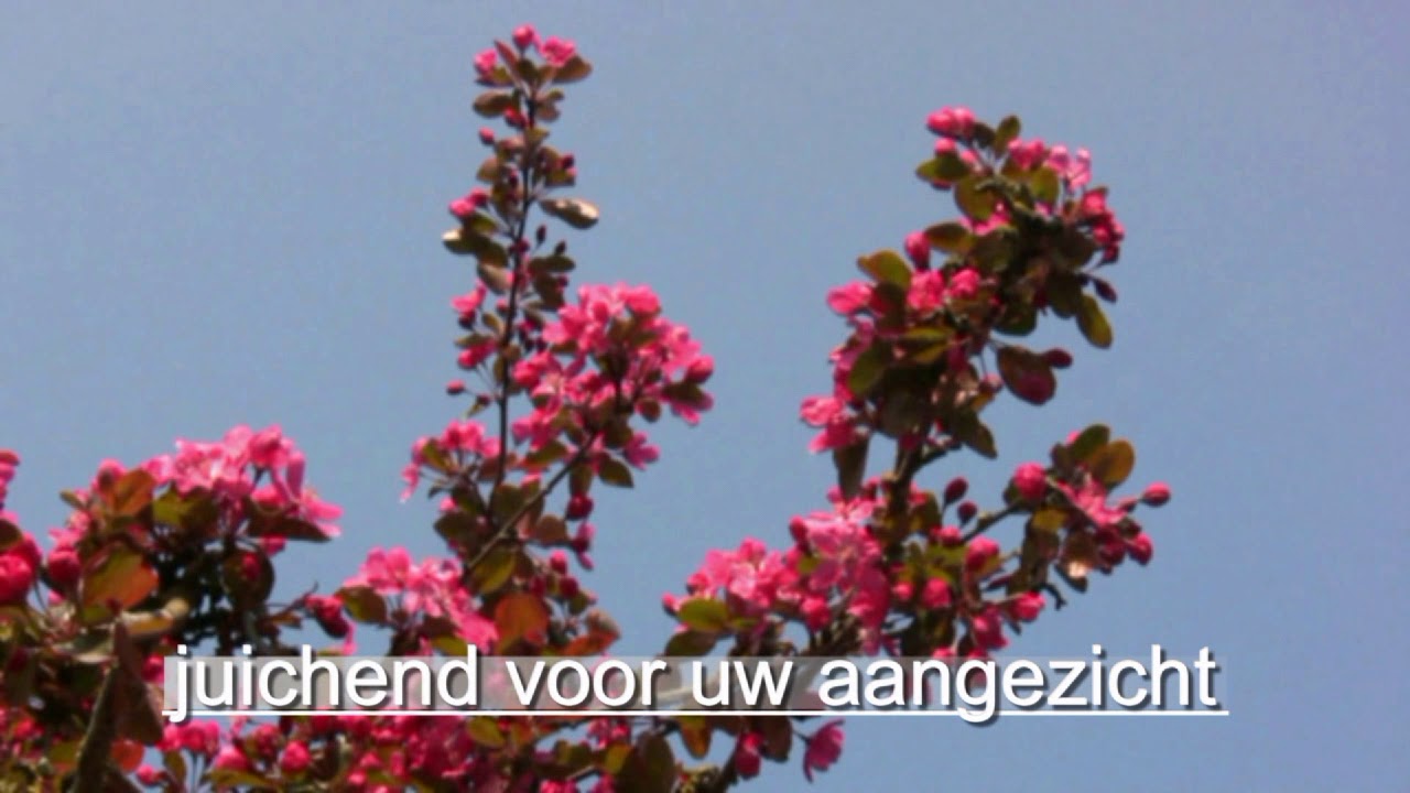 Vreugde, vreugde, louter vreugde  EB 357