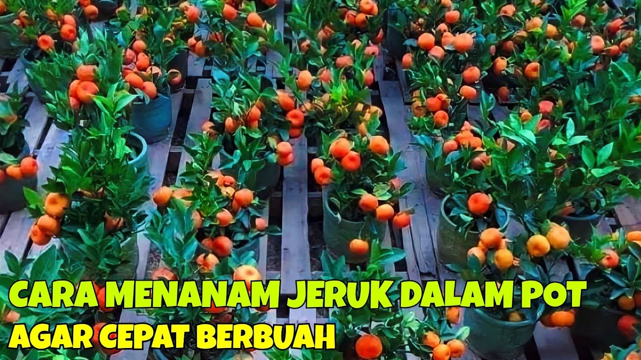 CARA MENANAM JERUK SANTANG MADU DI DALAM POT AGAR CEPAT BERBUAH || CARA MENANAM JERUK DALAM POT