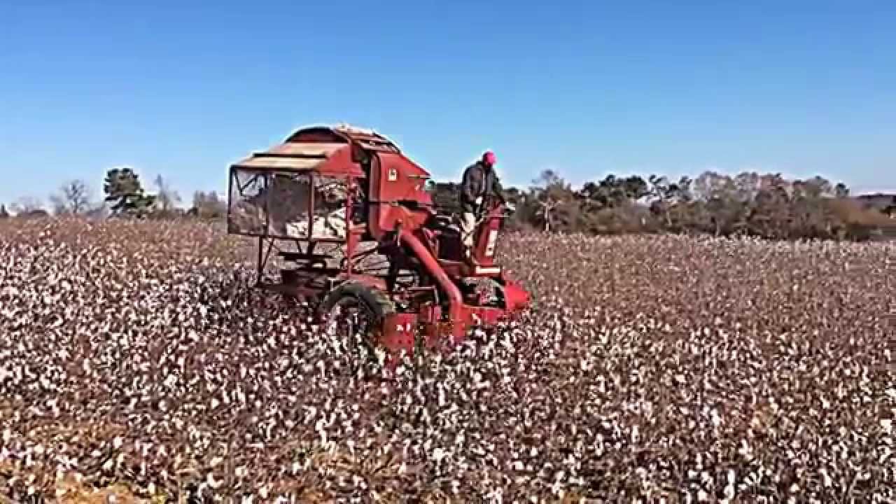 Cotton Picking - Bodine Farms