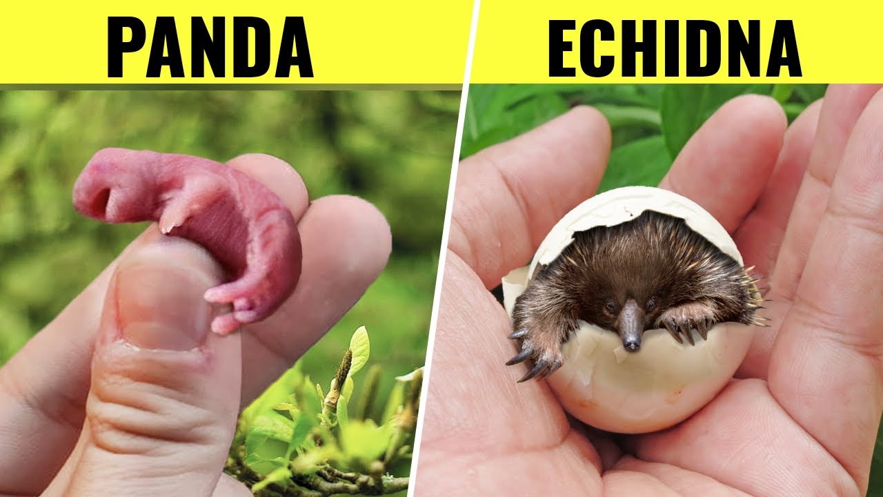 This Is What Newborn Baby Animals Actually Look Like