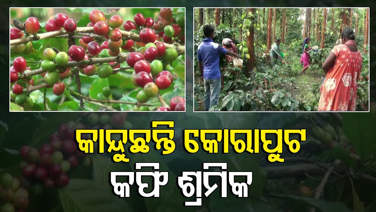 Watch- How Coffee Farming Is Done In Koraput District | Odisha