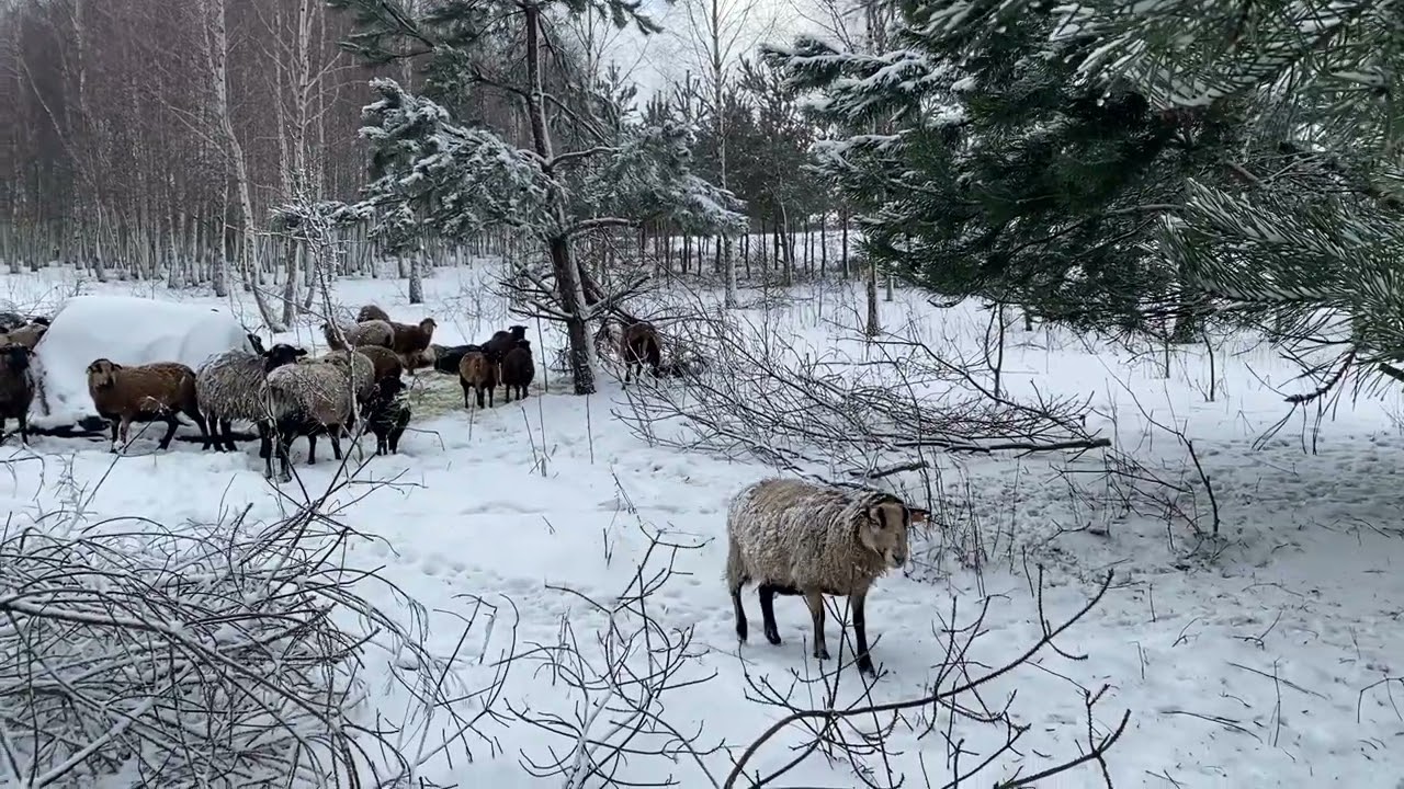 43. Moje owce są za głośne! Jak to zmienić?