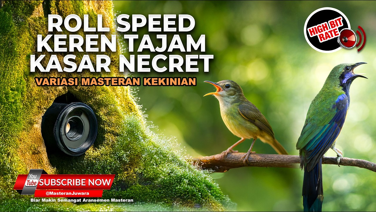 🔴Live Masteran Roll Speed Tajam Cucak Cungkok Gacor Grejaan vs Kolibri Manggar Betina Gacor
