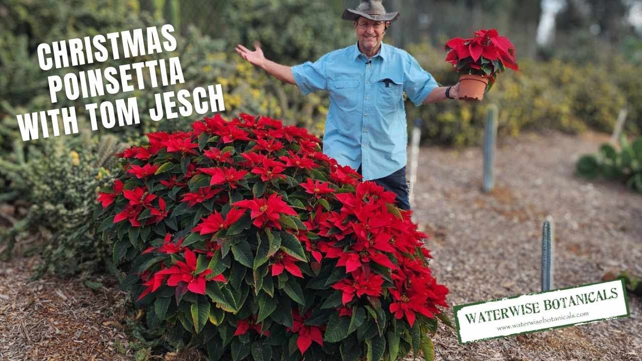 Christmas Poinsettia with Tom Jesch