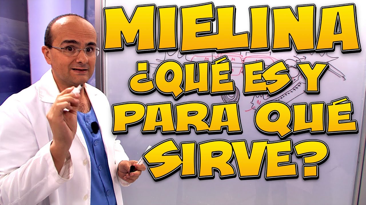 MIELINA, ¿Qué es y para qué sirve? - Cuerpo Humano #29