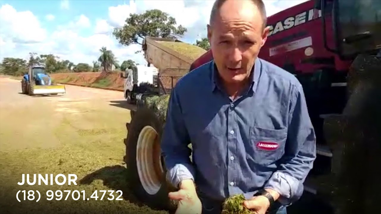 Como Trabalhar com a Silagem da Cana