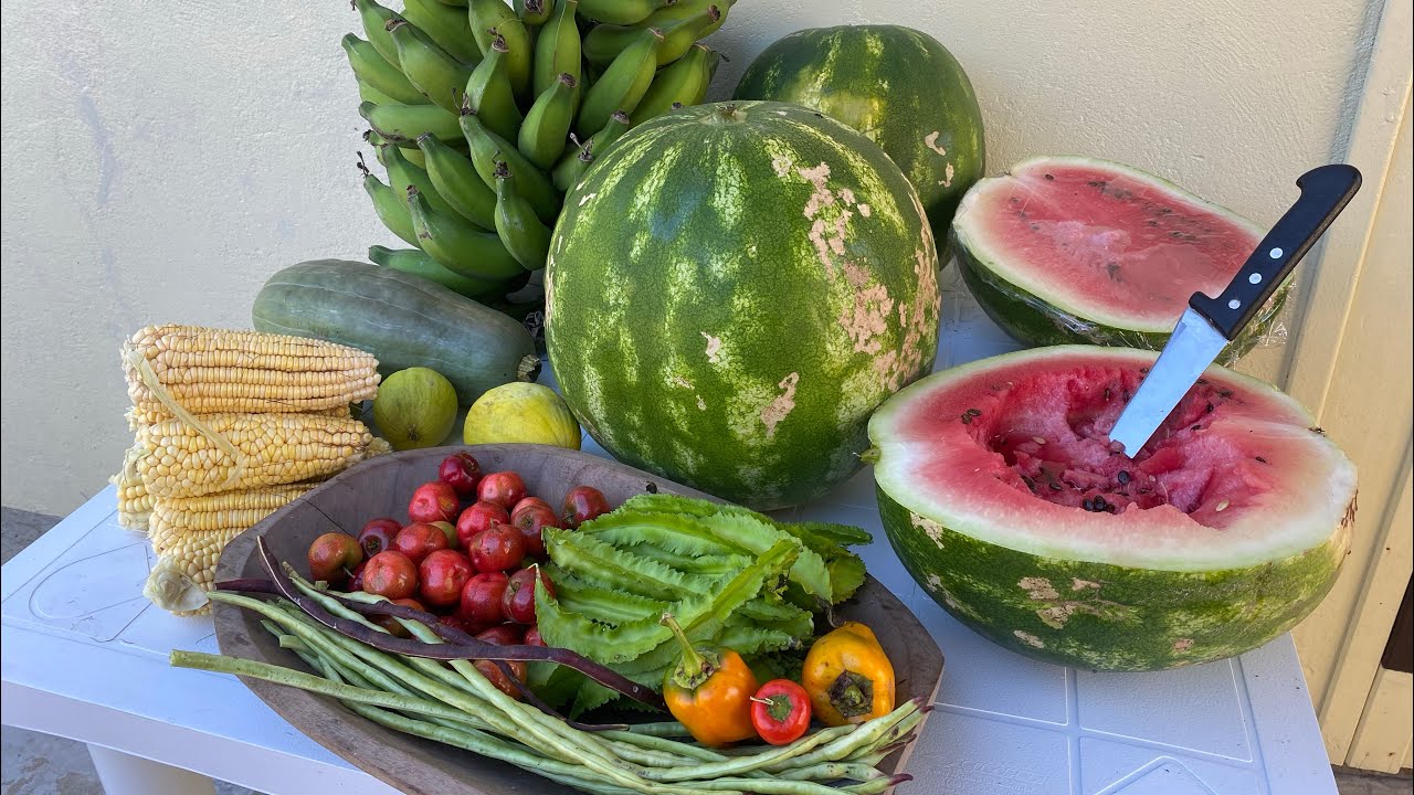 O QUE TEMOS NO SÍTIO ALÉM DO JARDIM 