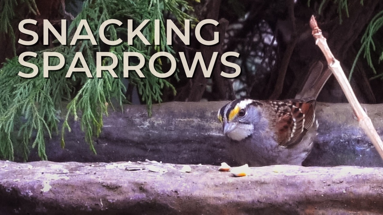White-Throated Sparrow & House Sparrow | Backyard Close-Up