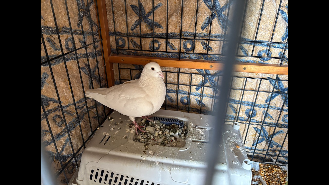 令和8年3月15日（日曜日）鳩ポッポ放鳥 1