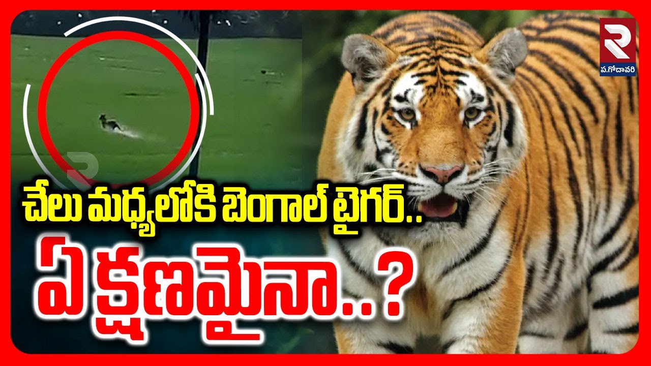 చేలు మధ్యలోకి బెంగాల్ టైగర్.. ఏ క్షణమైనా.? | Tiger Hulchul In East Godavari District | Latest Update