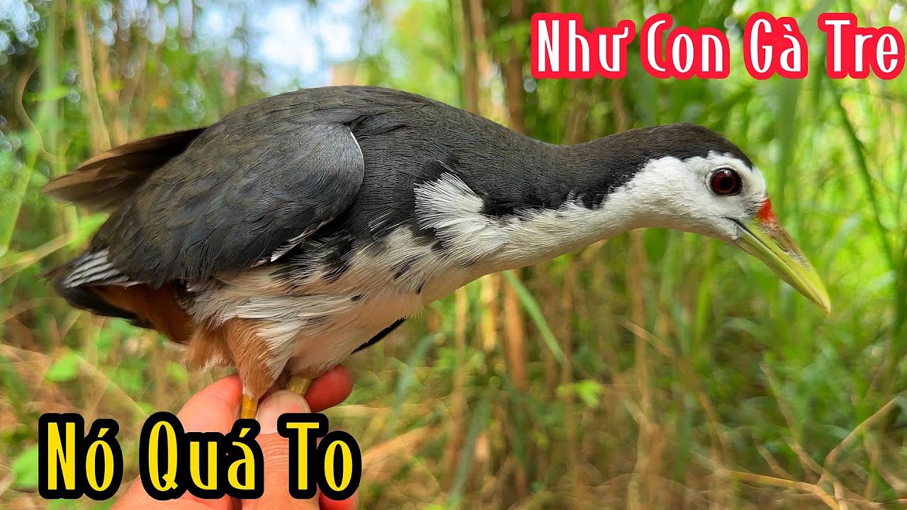 Kinh Khủng Nó Như Con Gà Tre Nó Đá Như Trời Đánh | Đam Mê Săn Bắt