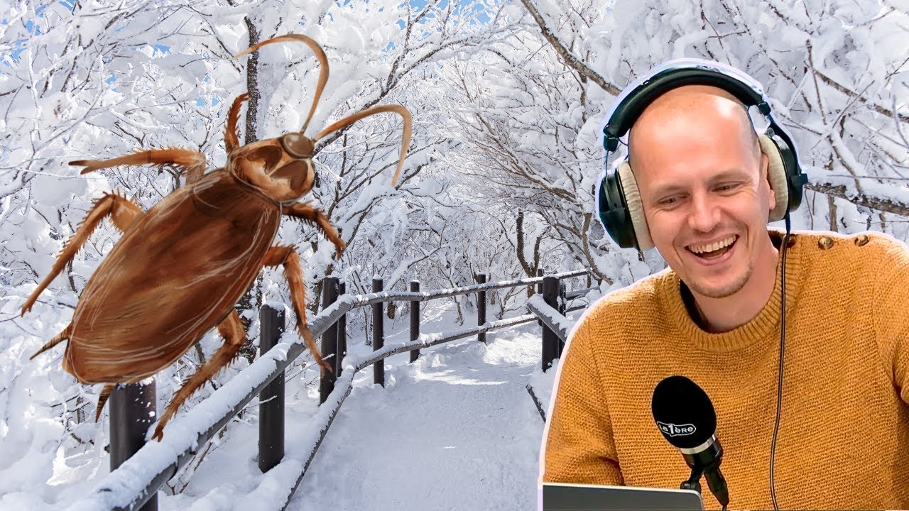 Où sont les insectes en hiver?