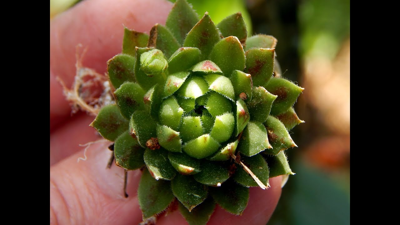 Молодило русское (Sempervivum ruthenicum)