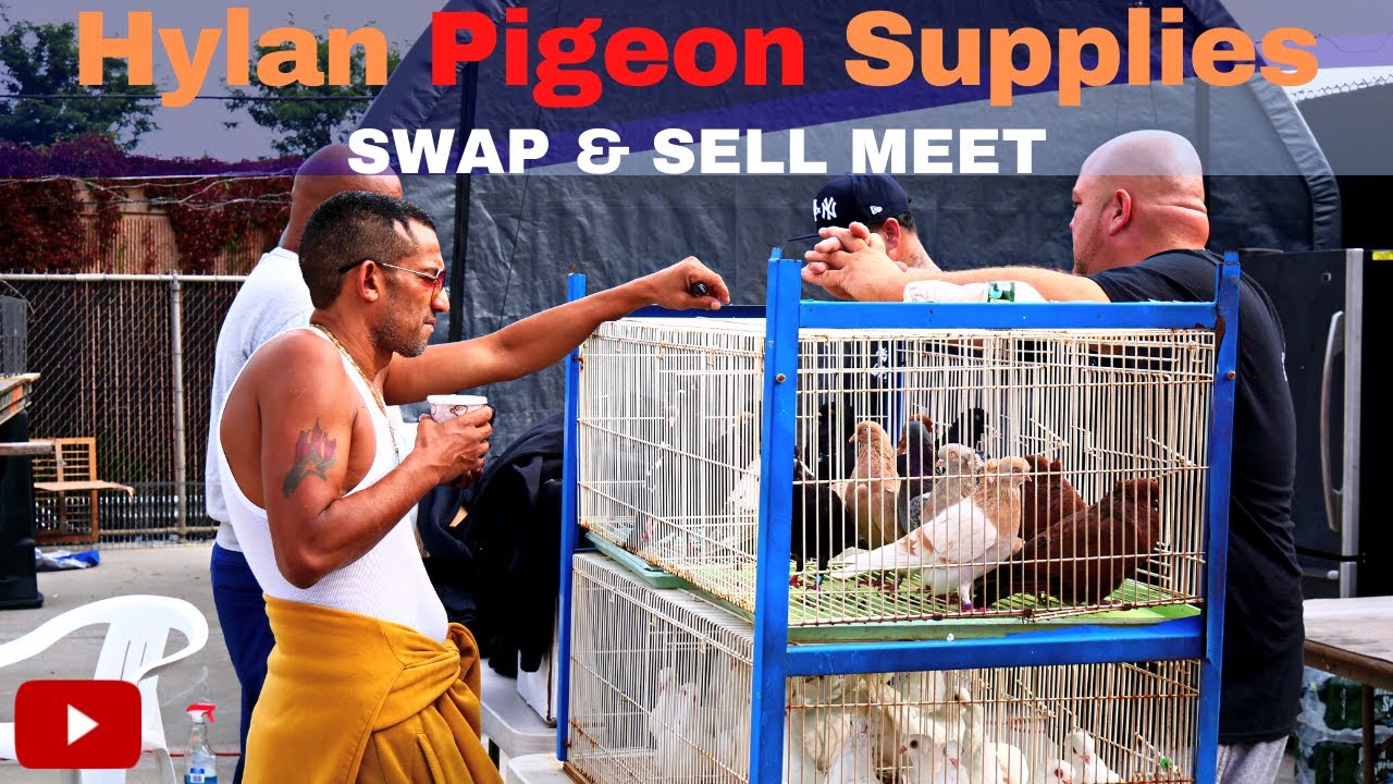 Hylan PIGEON Supplies | Swap & Sell Meet Staten Island