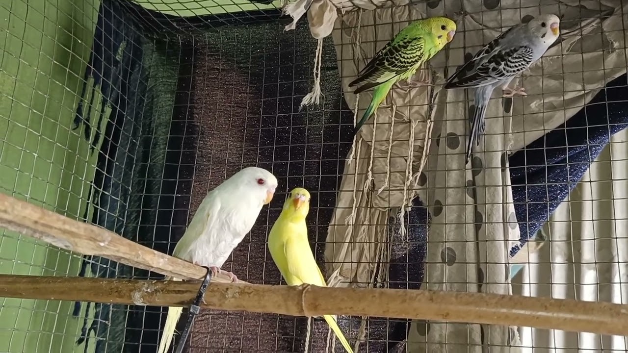 Budgies colony nd koyel bird Eggs incubator sab ak hi video mein👌