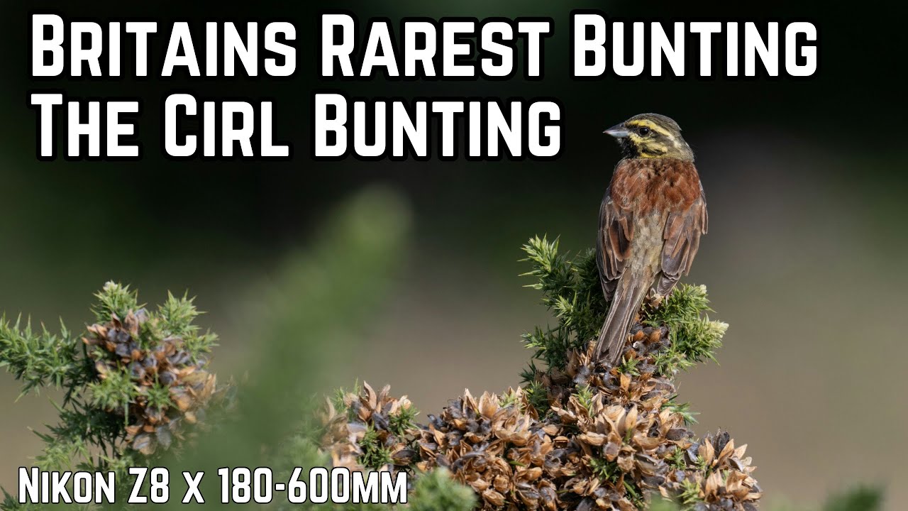 Britain's Rarest Bunting | Bird Photography with Cirl Buntings + Nikon Z8