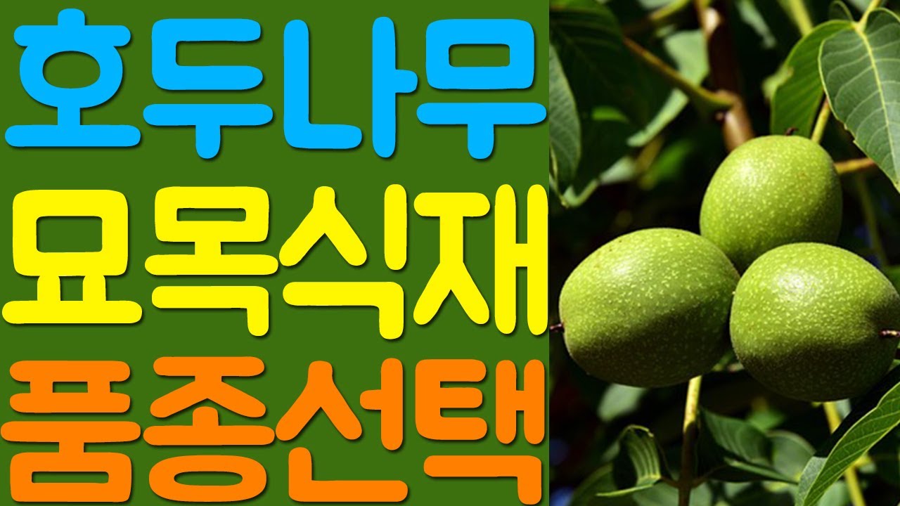 왜성 호두나무 묘목시장 | 가격판매분양구입 | 재배식재심기관리 | 예천장수농원