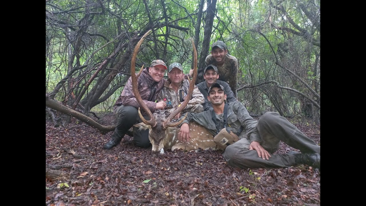CACERÍA DE CIERVO AXIS EN  