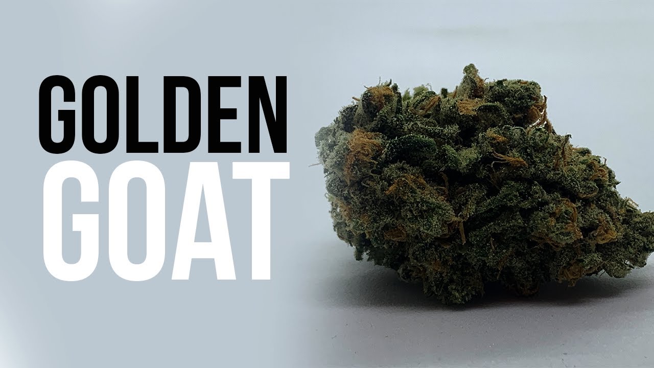 Golden Goat Strain Review