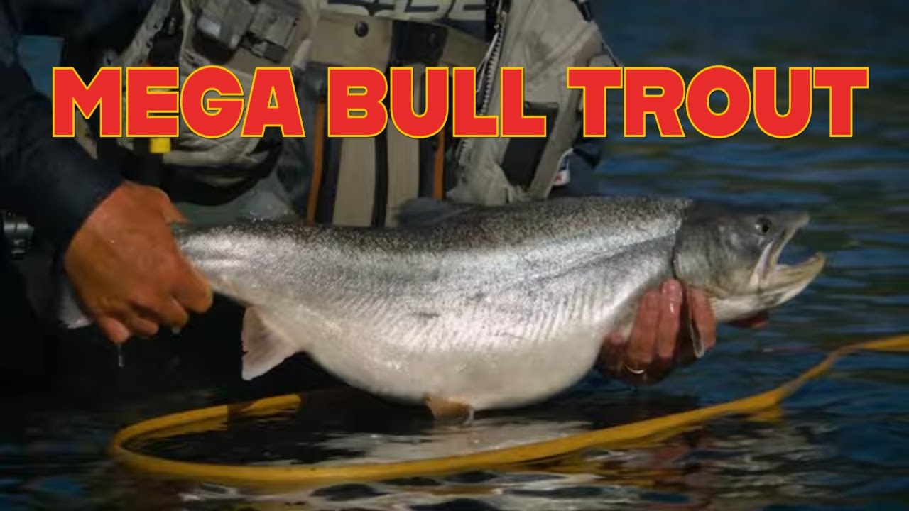 Mega Bull Trout!