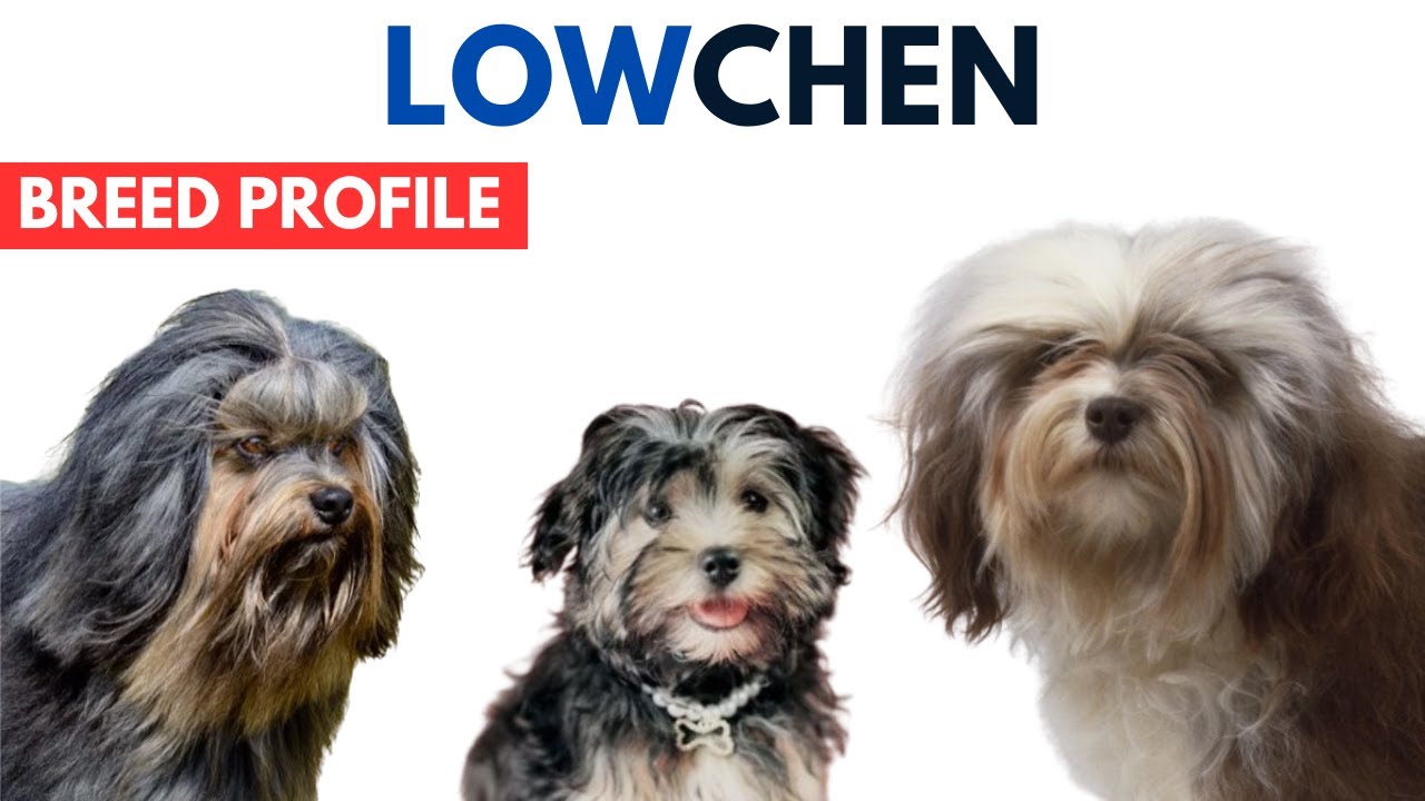 Lowchen Dog Breed Profile History - Price - Traits - Löwchen Dog Grooming Needs - Lifespan