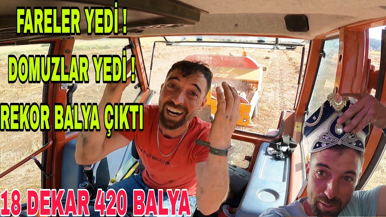 İSTİLA EDİLEN TARLADAN REKOR BALYA !!18 DEKAR 420 BALYA~NİYAZİ İLE DÜĞÜNDE DÖKTÜRMECE