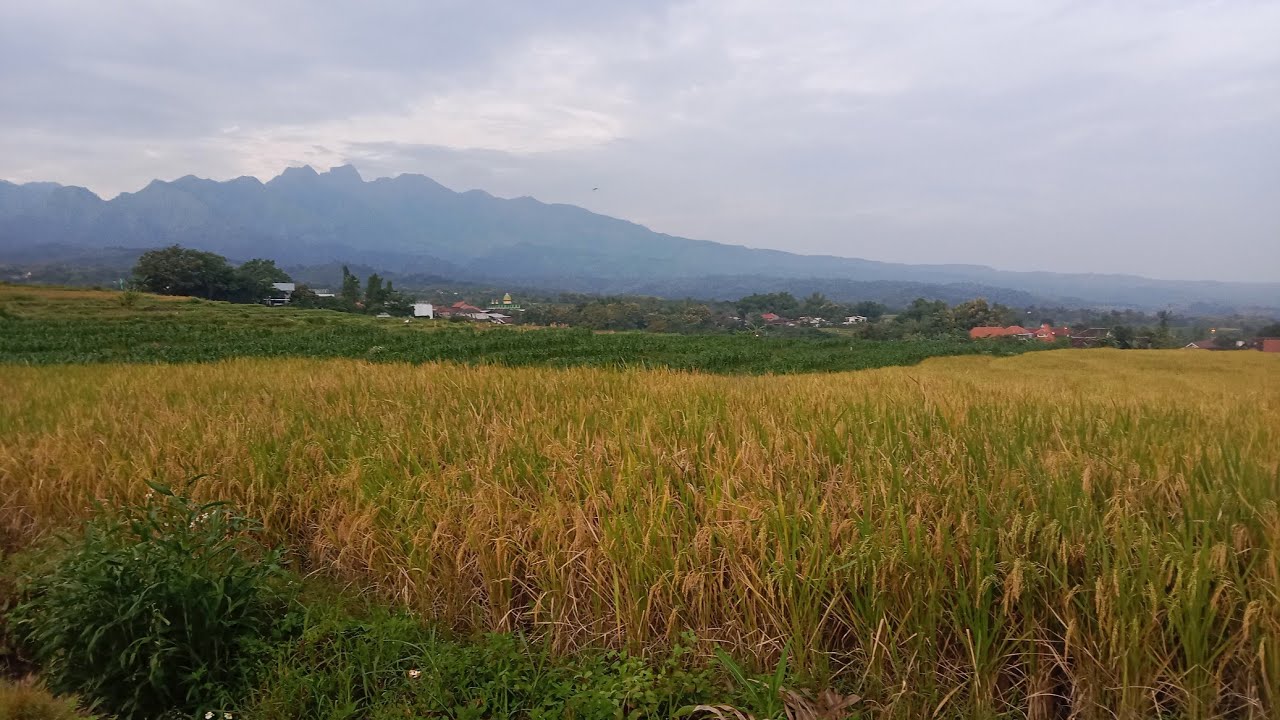 Jalan jalan pagi diarea persawahan Part 2