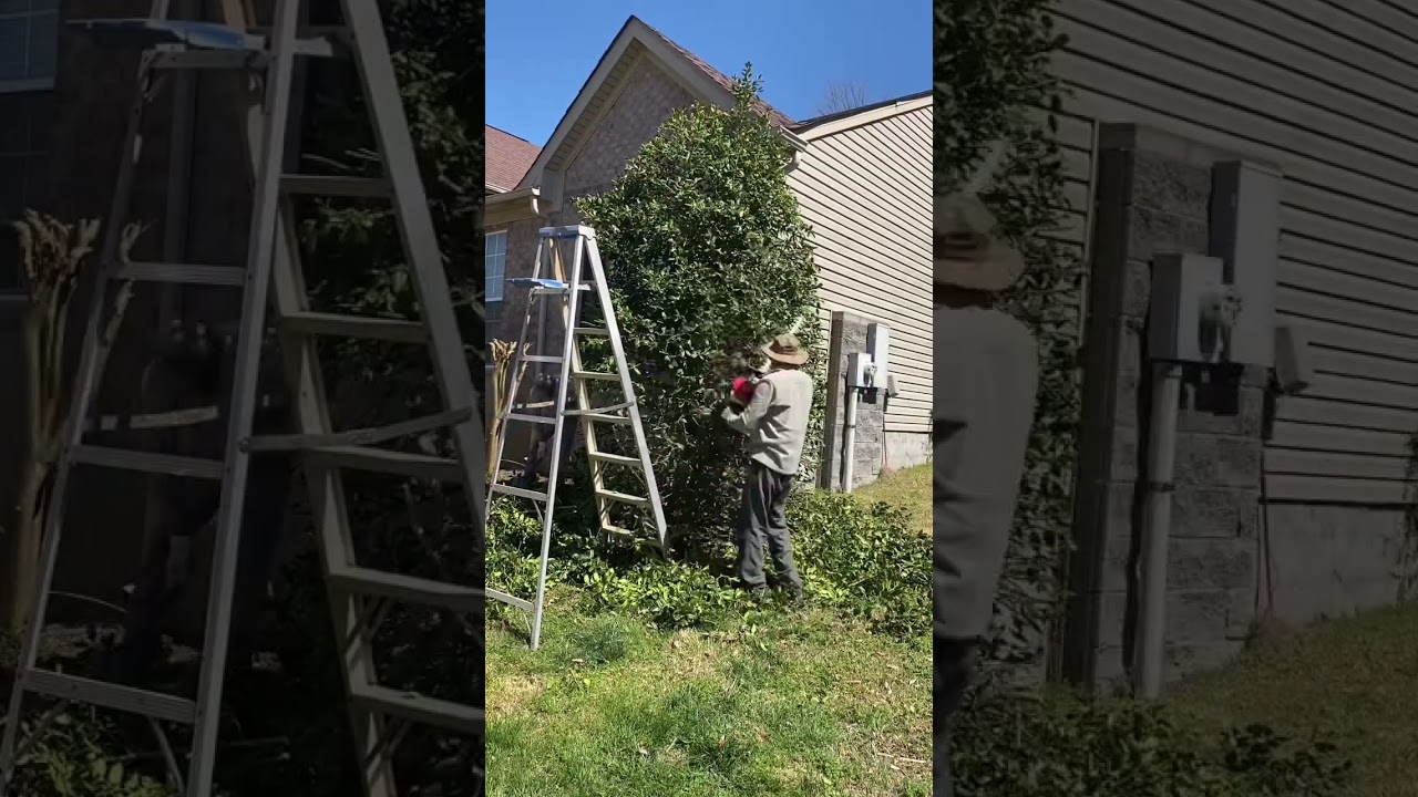 Dad makes easy work on LARGE holly tree | How to trim LARGE holly tree | #tools #yardwork