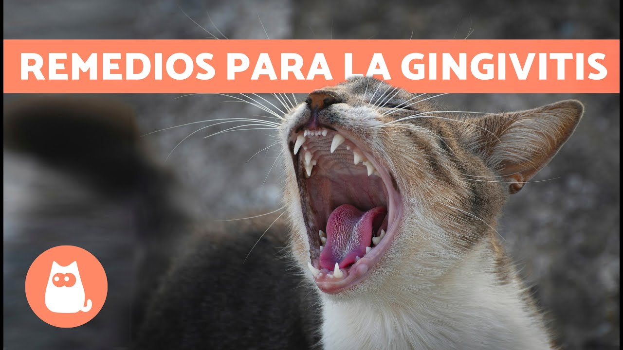 4 REMEDIOS CASEROS para la GINGIVITIS en GATOS 🐱✅ | Tratamiento Para la Gingivitis en Gatos