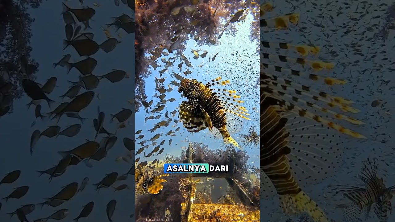 Lionfish: Predator Eksotis yang Jadi Ancaman Global#shorts #fyp #viral #animals