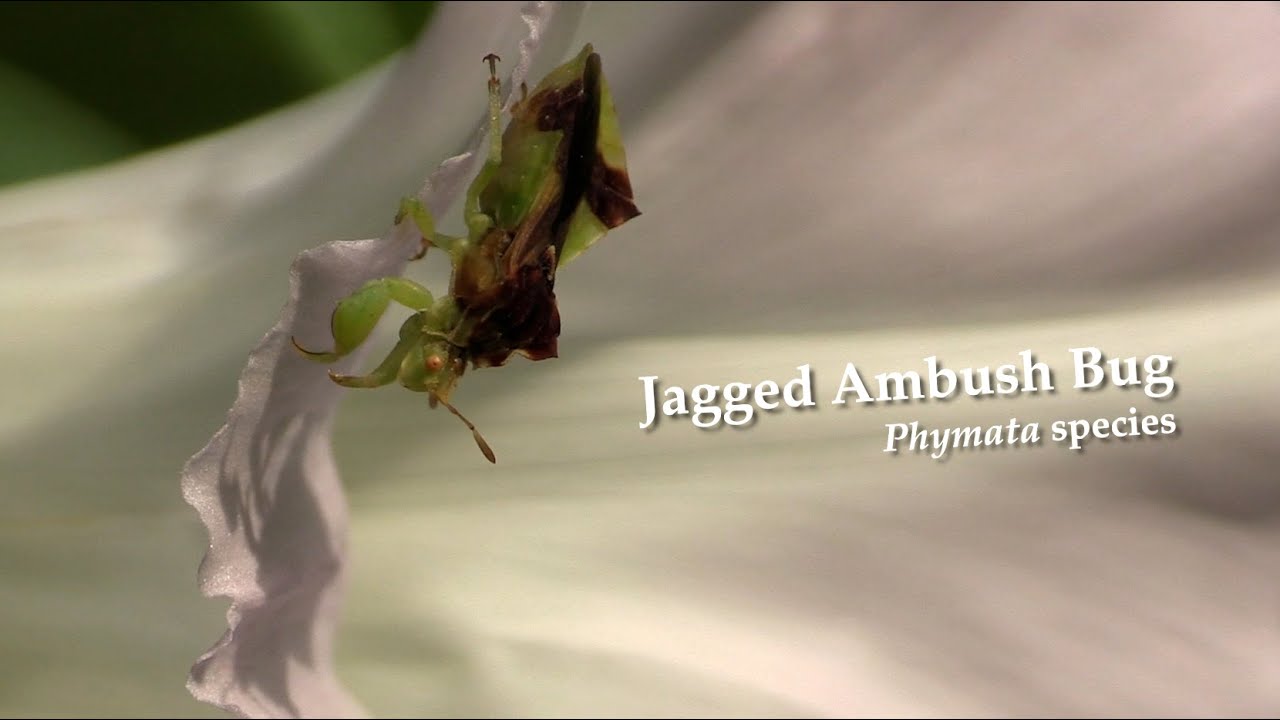 Jagged Ambush Bug, Spiny Assassin Bug, Widow Skimmer & Others Up Close