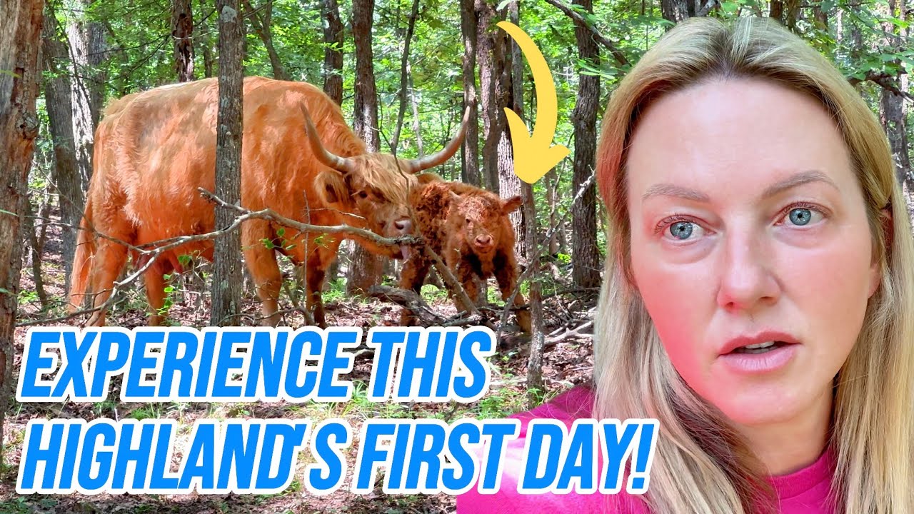 Experience the First Day of Life for a Baby Highland Cow