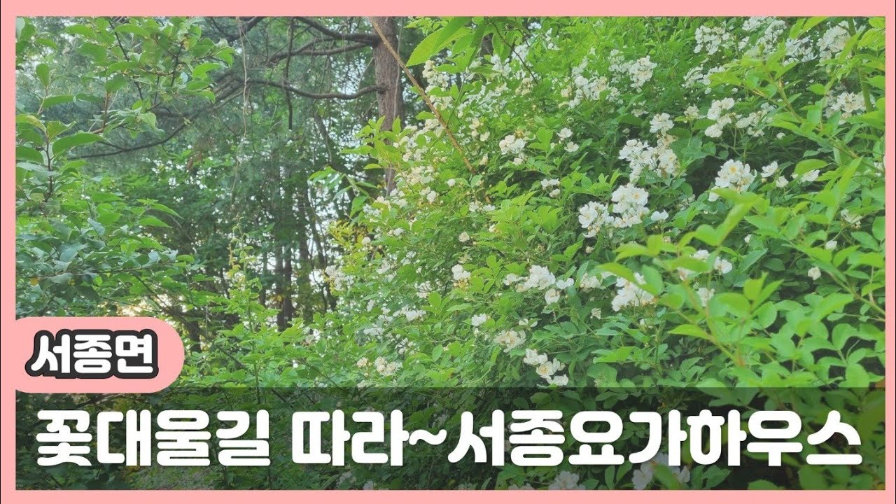 [서종요가하우스]서종면 꽃대울2길 걸어가보기 테라로사 제2주차장에서 서종요가하우스까지