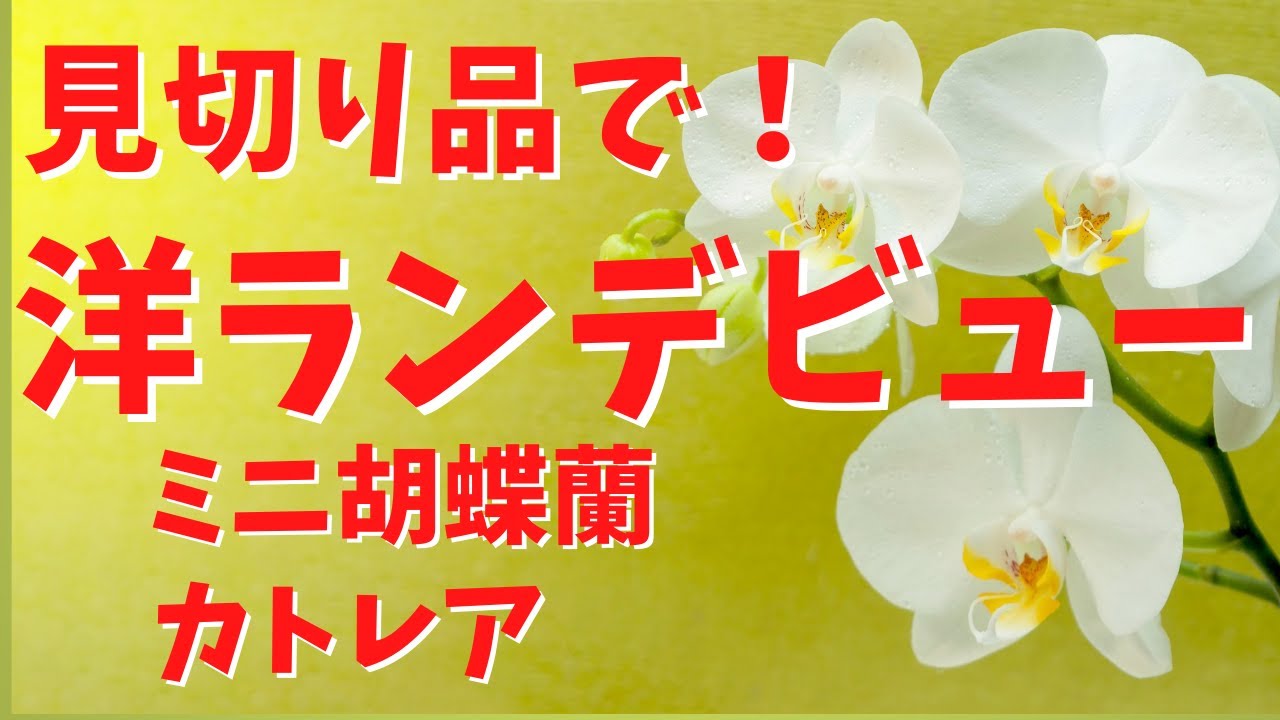 【見切り品】手軽に始める小さい洋ラン【ミディ胡蝶蘭、ミニ胡蝶蘭、カトレア】