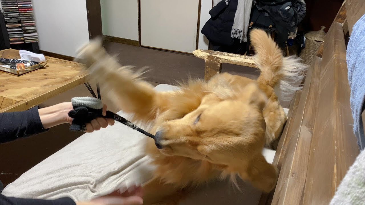 怒りながらお手をするゴールデン