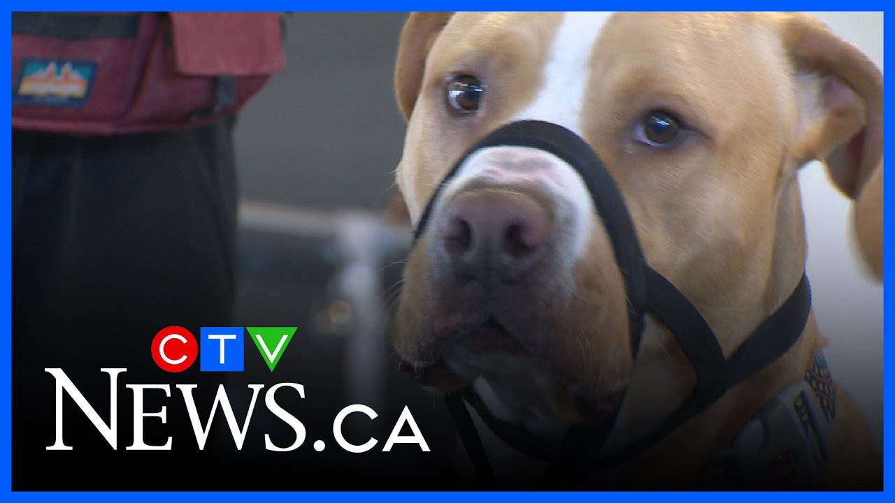 Dogs waiting for adoption for too long