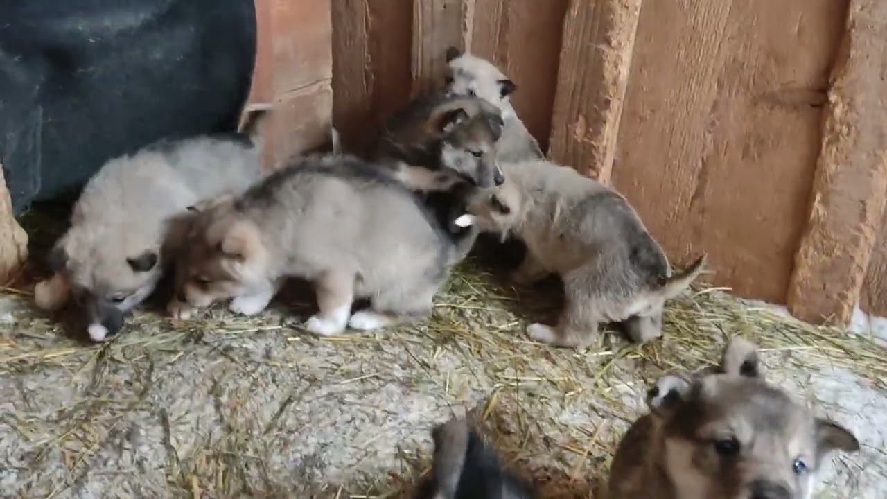 Щенки западно сибирской лайки