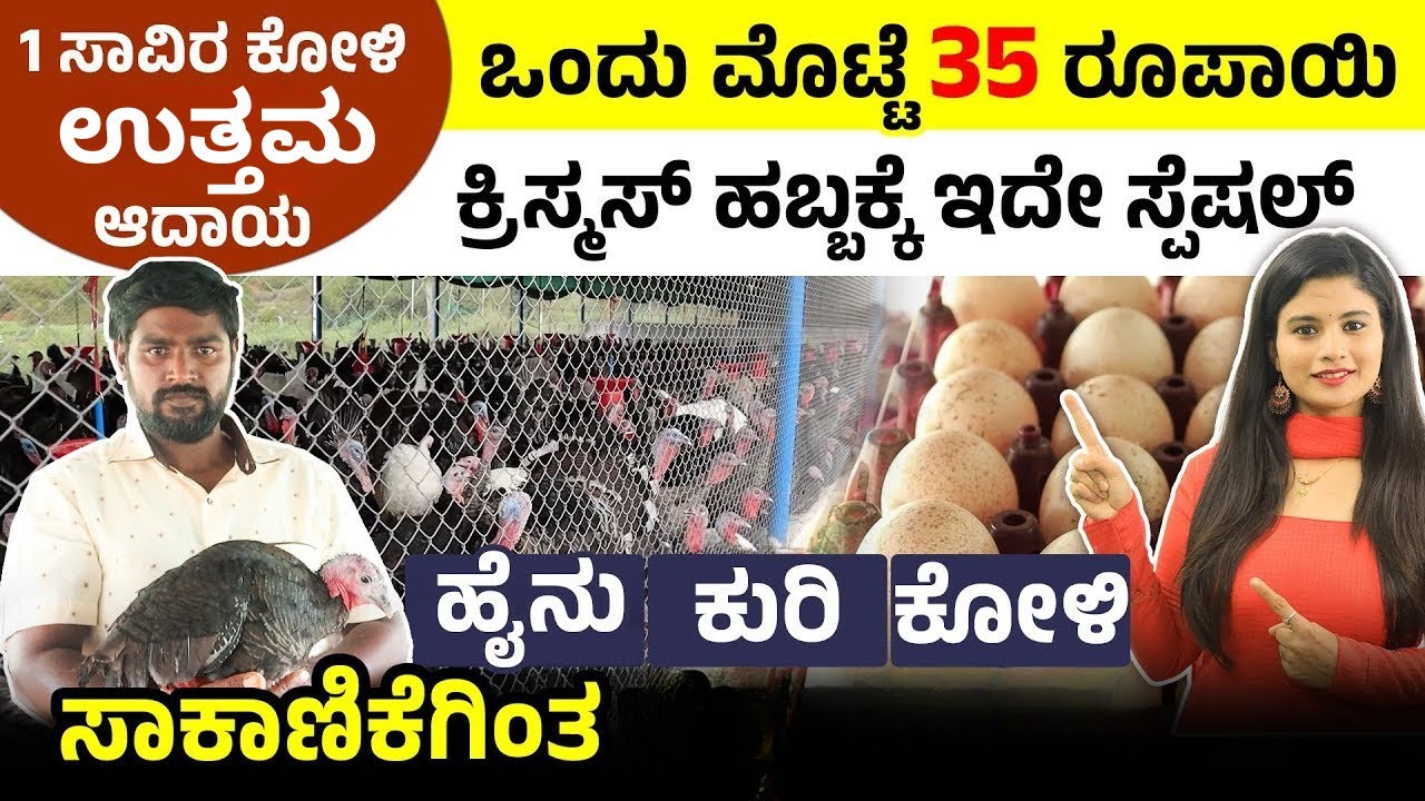 ಕಡಿಮೆ ಬಂಡವಾಳದಲ್ಲಿ ಟರ್ಕಿ ಕೋಳಿ ಫಾರಂ | ಮೊಟ್ಟೆ & ಮಾಂಸ ಎರಡರಿಂದಲೂ ಭರ್ಜರಿ ಲಾಭ |1 ಮೊಟ್ಟೆಗೆ ₹35 | Turkey Farm
