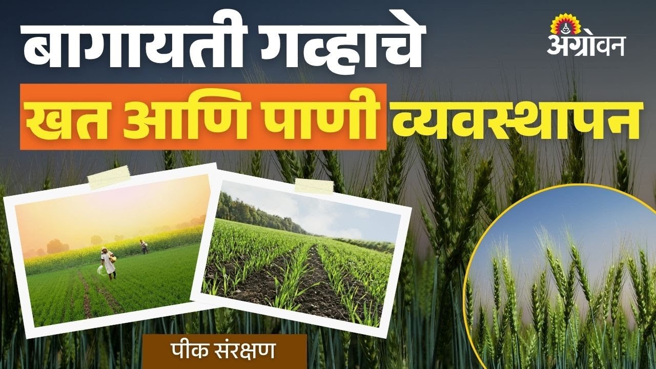 Wheat Cultivation: योग्य खत आणि पाण्याच्या व्यवस्थापनातून मिळवा गव्हाचे भरघोस उत्पादन | Agrowon