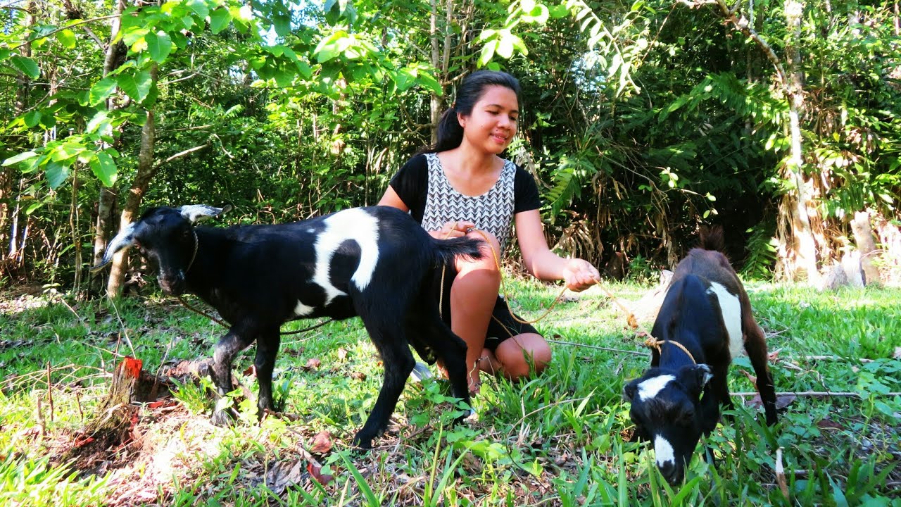 Building Bunk Bed/Sleeping Shelf For Our Goat Molly & Funggos-Buhay Bukid