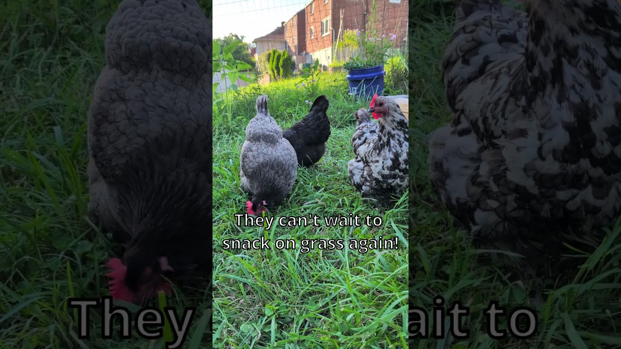 My Chickens Can't Wait for Spring! #garden #chicken #backyardchickens