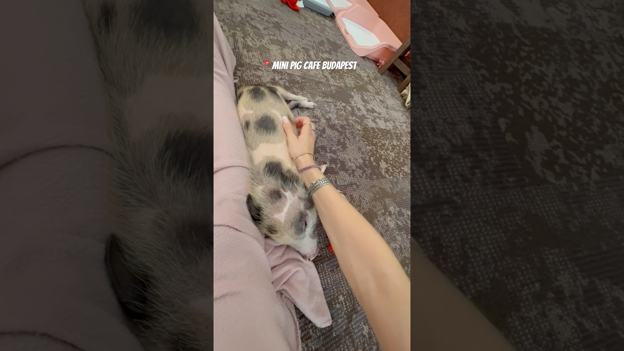 🐷#minipigcafe #budapest #pigs #cafe #travel