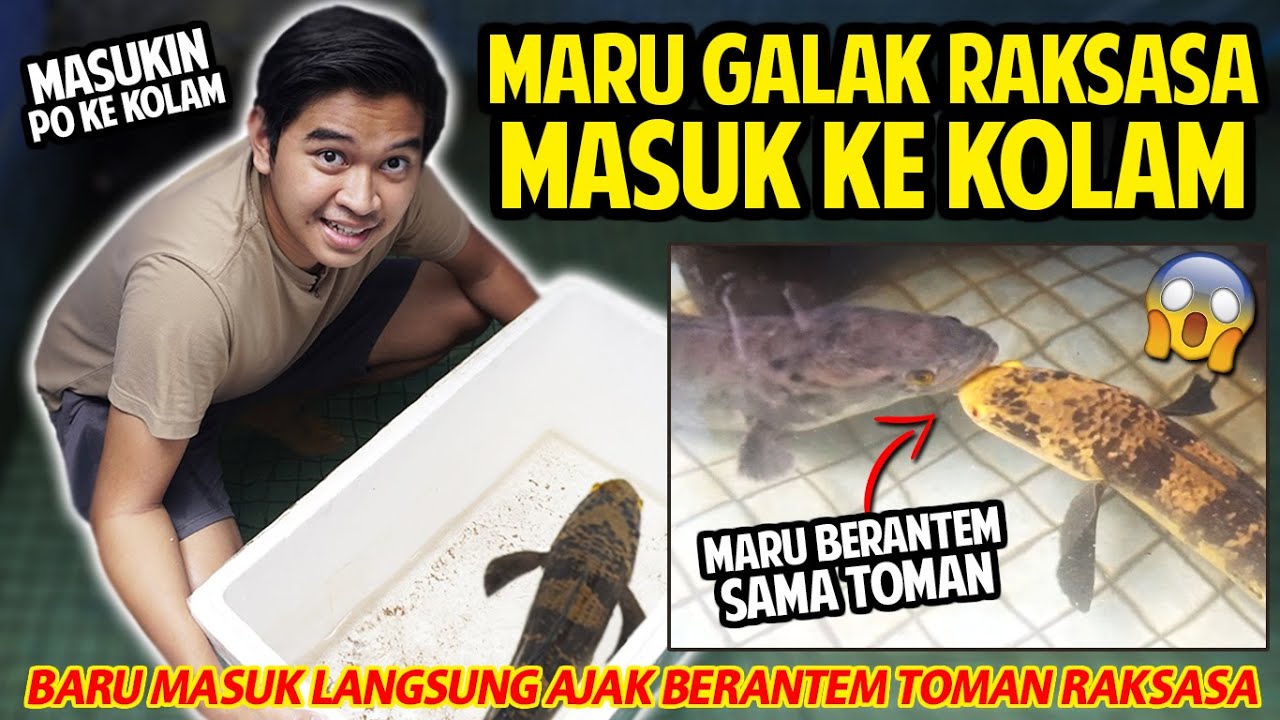 MARU JUMBO GALAK BERANTEM SAMA TOMAN RAKSASA! SIAPA YANG BAKAL MENANG?! MARU MONSTER MASUK KOLAM!