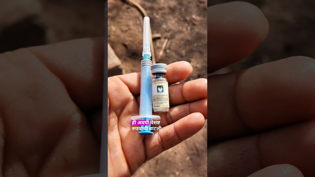 63 रुपयांची लस कोंबड्यांना मृत्यूपासून वाचवते | Lasota Vaccine पाण्यातून #LasotaVaccine