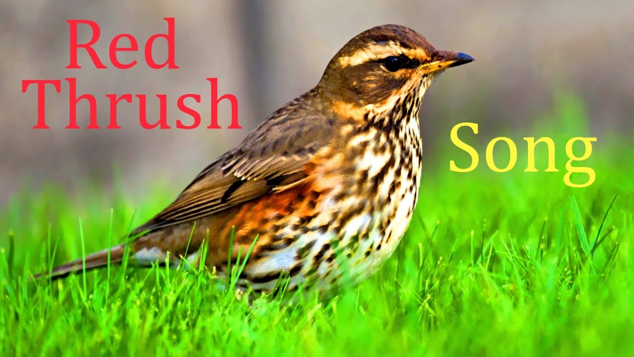 Red Thrush Song.(Turdus naumanni).