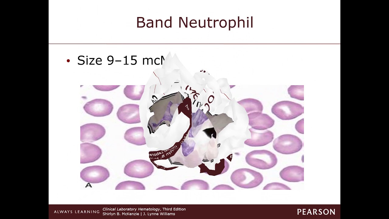 Chapter 7 Granulocytes and Monocytes